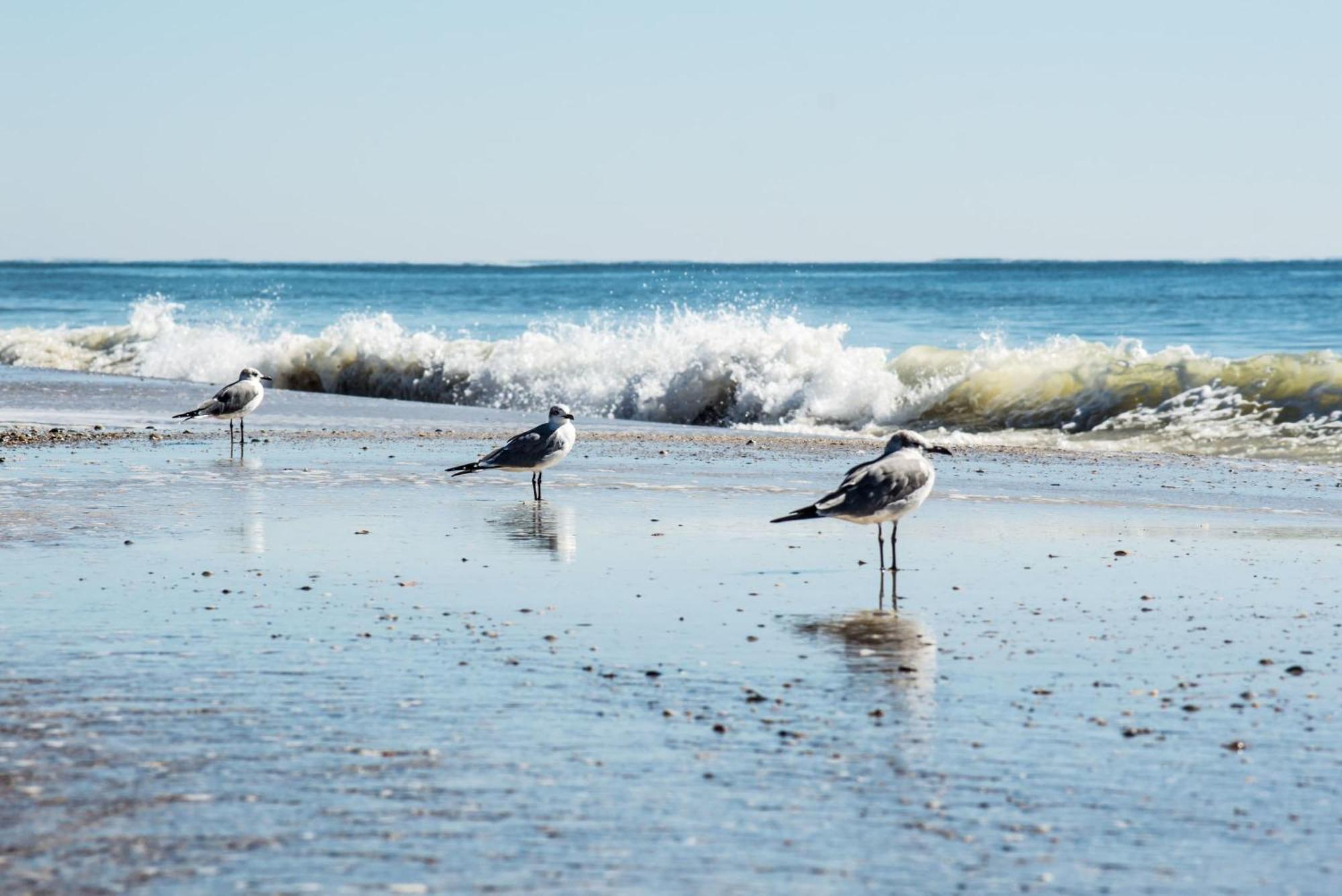 Beautiful Views And Just Steps To The Beach - #38 Sleeps 7 Gulf Shores Εξωτερικό φωτογραφία