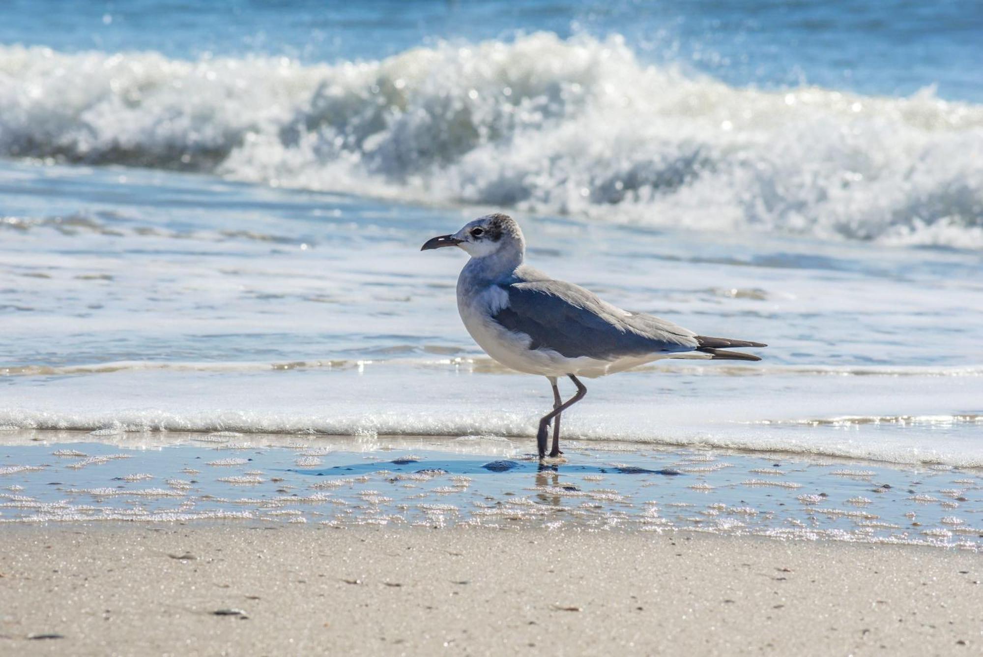Beautiful Views And Just Steps To The Beach - #38 Sleeps 7 Gulf Shores Εξωτερικό φωτογραφία